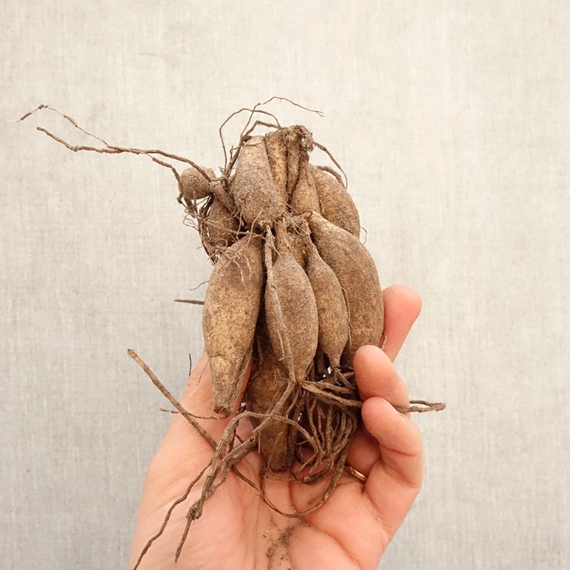 Amostra de Dália bola Beauty Queen Bulbo Calibre I tal como entregue na primavera