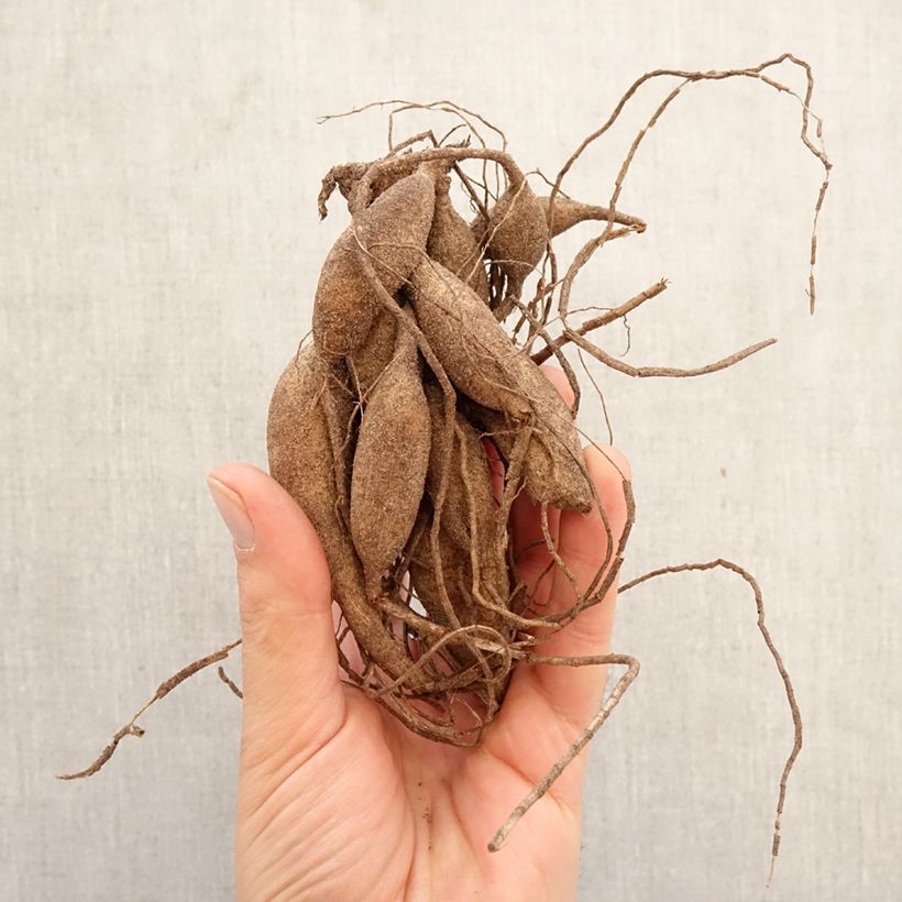 Amostra de Dália bola Black Hero Bulbo Calibre I tal como entregue na primavera