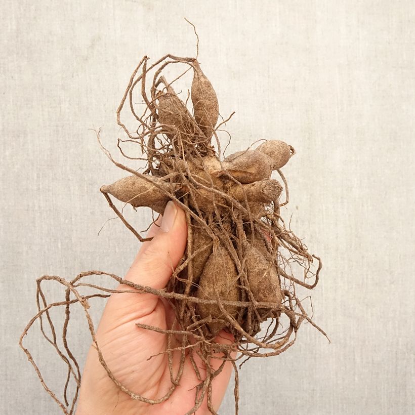 Amostra de Dália bola Blyton Golden Girl Bulbo Calibre I tal como entregue na primavera