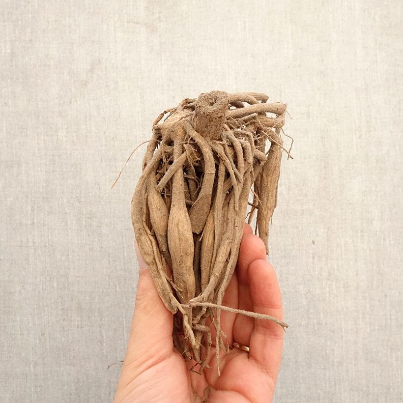 Amostra de Dália bola Boy Scout Bulbo Calibre I tal como entregue na primavera