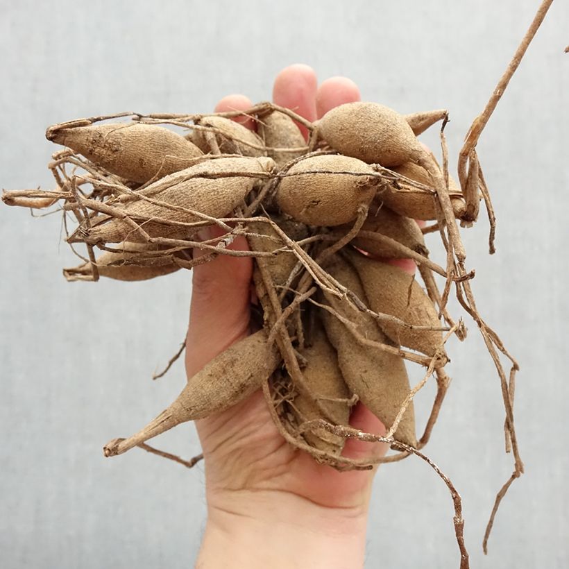 Amostra de Dahlia balle Cornel Bulbo size I tal como entregue na primavera