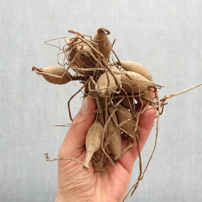 Amostra de Dália bola Dark Spirit Bulbo Calibre I tal como entregue na primavera