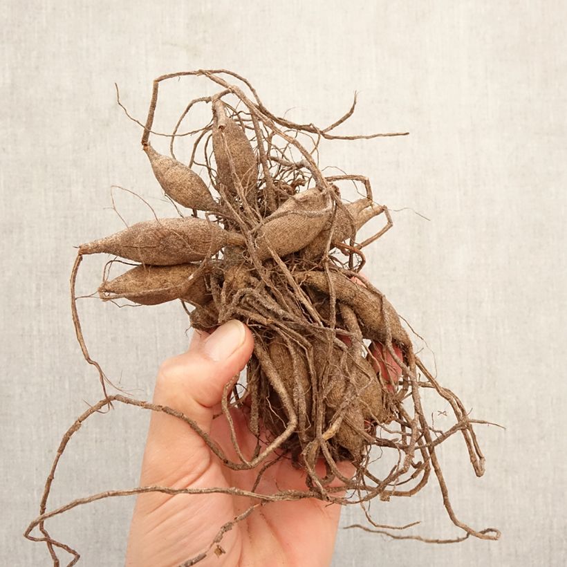 Amostra de Dália bola Dear Alexander Bulbo Calibre I tal como entregue na primavera