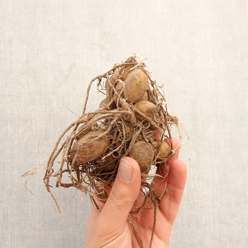 Amostra de Dália bola Ice Baby Bulbo Calibre I tal como entregue na primavera