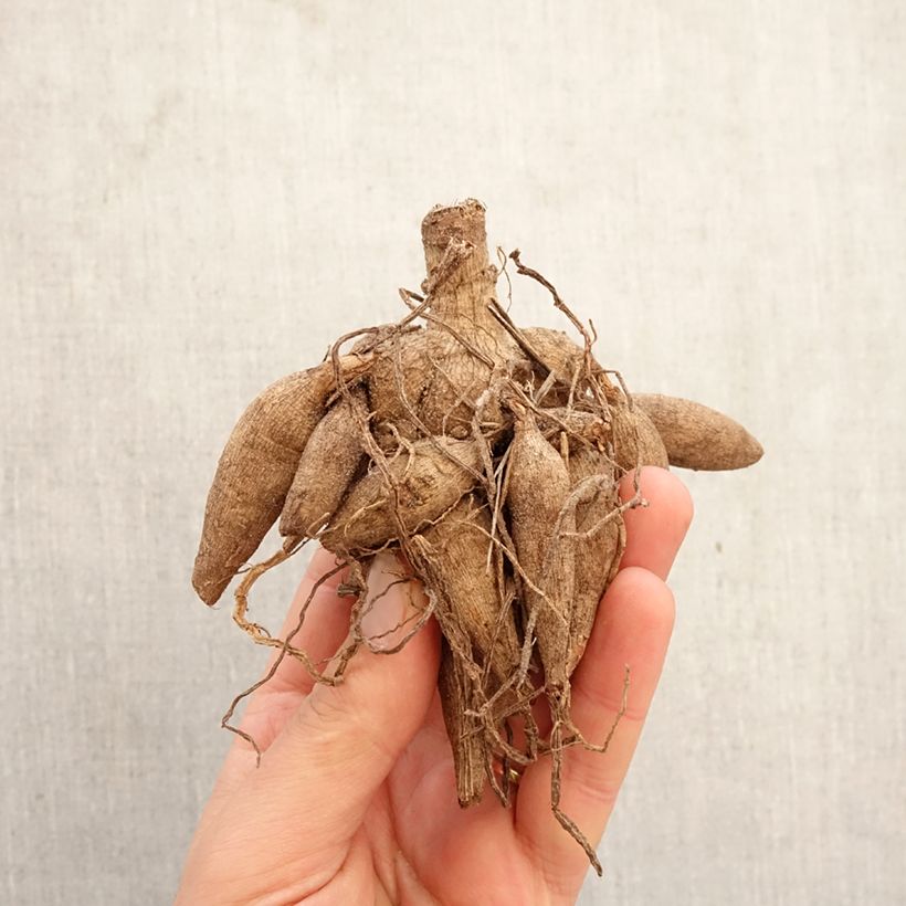 Amostra de Dália bola Ivanetti Bulbo Calibre I tal como entregue na primavera