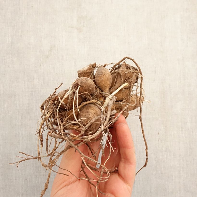 Amostra de Dahlia balle Jowey Frambo Bulbo Calibre I tal como entregue na primavera