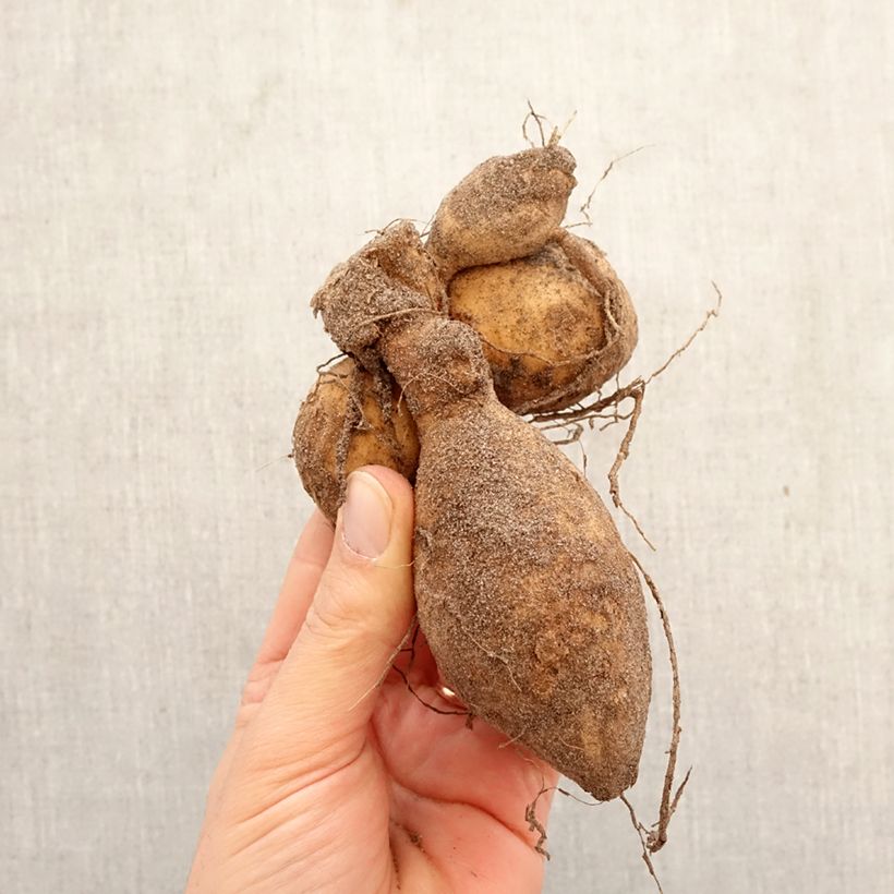 Amostra de Dália bola Jowey Linda Bulbo Calibre I tal como entregue na primavera