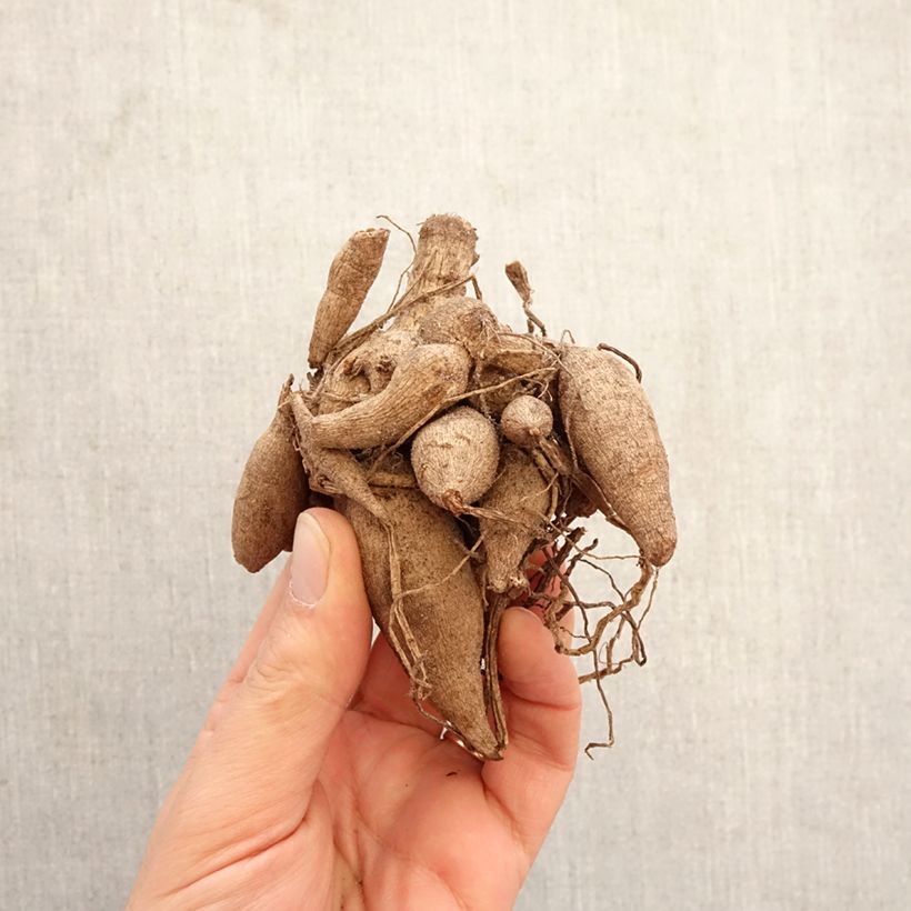 Amostra de Dahlia balle Linda's Baby Bulbo Calibre I tal como entregue na primavera