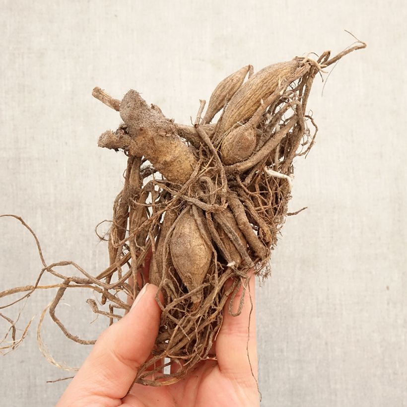 Amostra de Dália bola Marshmallow Baby Bulbo Calibre I tal como entregue na primavera