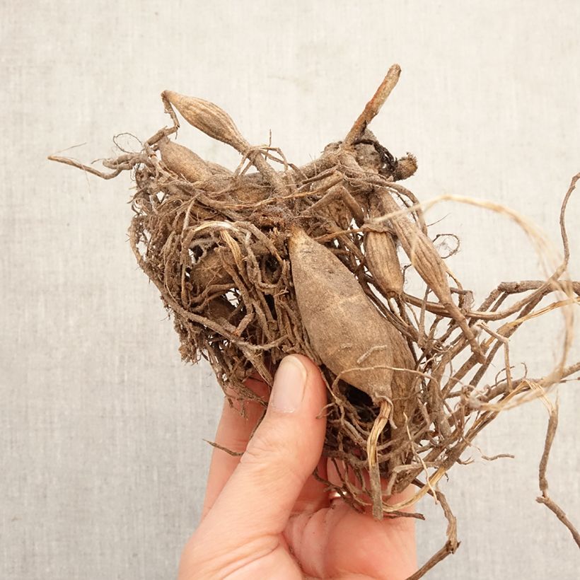 Amostra de Dahlia balle New Baby Bulbo Calibre I tal como entregue na primavera