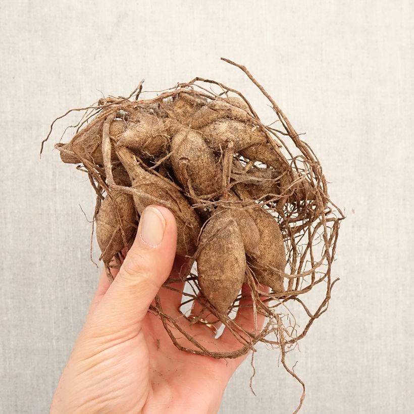 Amostra de Dália bola Pink Ardour Bulbo Calibre I tal como entregue na primavera