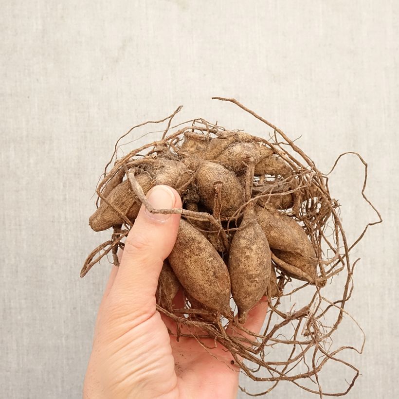 Amostra de Dália bola Pink Sylvia Bulbo Calibre I tal como entregue na primavera