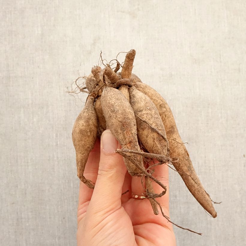 Amostra de Dália bola Portofino Bulbo Calibre I tal como entregue na primavera