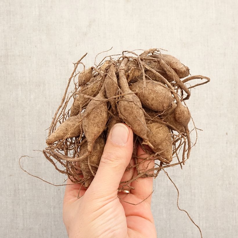 Amostra de Dália bola Dahlia Purple Fox Bulbo Calibre I tal como entregue na primavera