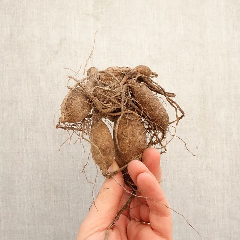 Amostra de Dália bola Dahlia Red Fox Bulbo Calibre I tal como entregue na primavera