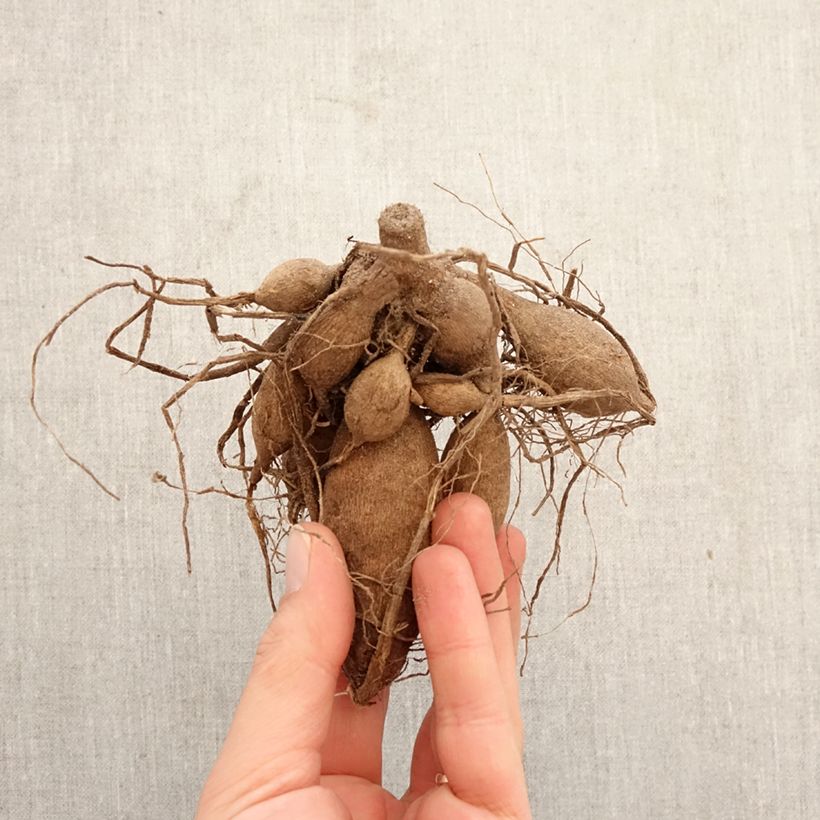 Amostra de Dália bola Smoothy Bulbo Calibre I tal como entregue na primavera