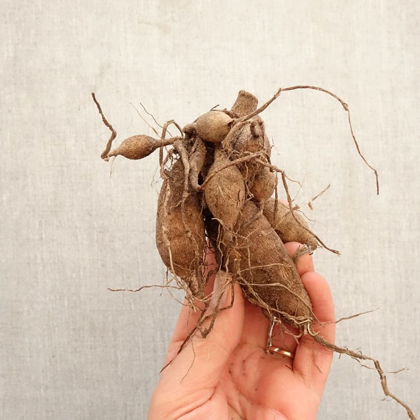 Amostra de Dália bola Snow Cap Bulbo Calibre I tal como entregue na primavera