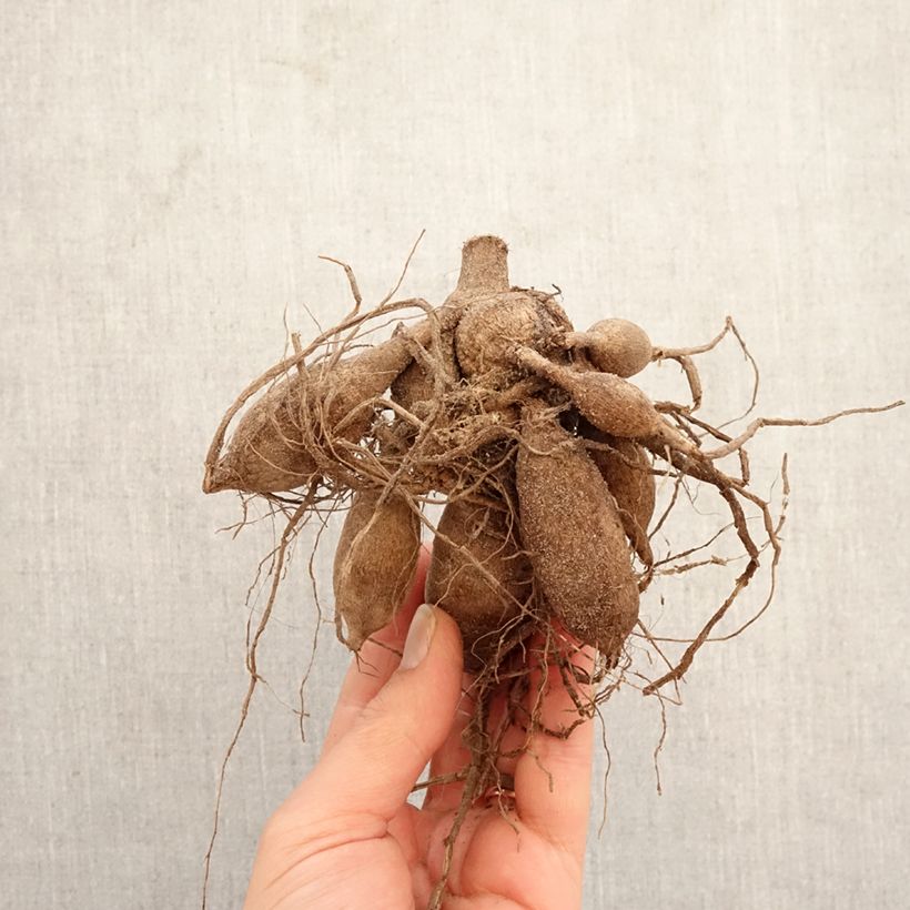 Amostra de Dália bola Summer Haze Bulbo tal como entregue na primavera