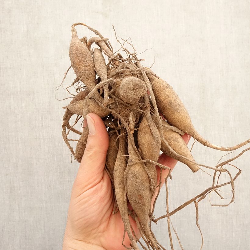 Amostra de Dália bola Sylvia Bulbo Calibre I tal como entregue na primavera