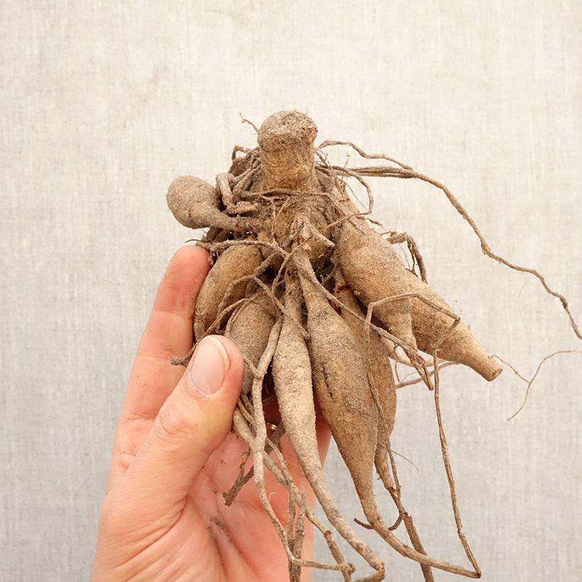 Amostra de Dália bola Wizard Of Oz Bulbo Calibre I tal como entregue na primavera