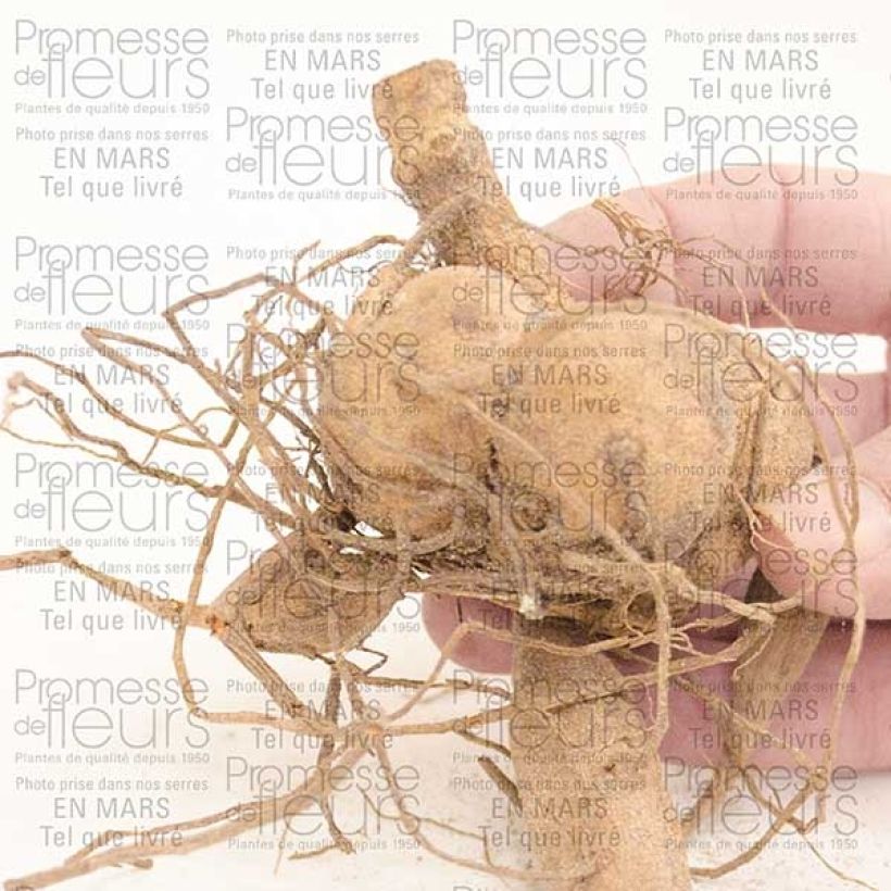 Exemplo de amostra de Dahlia camélia Berner Oberland Bulbo size I tal como entregue