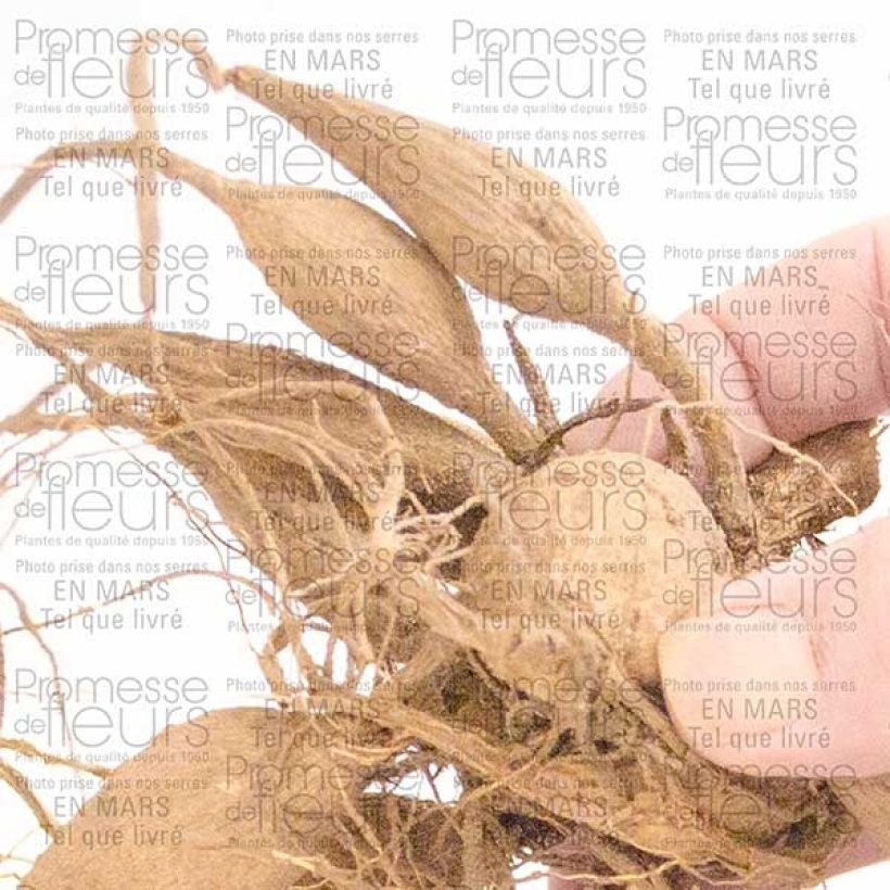 Exemplo de amostra de Dahlia décoratif Organza Bulbe tal como entregue