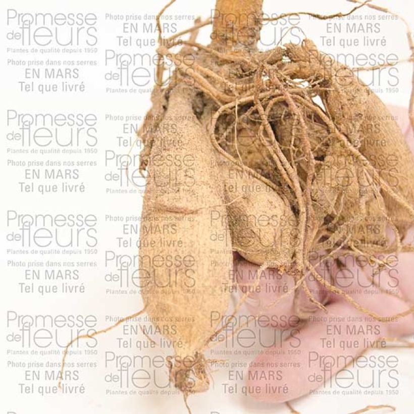 Exemplo de amostra de Dahlia cactus Chat Noir Bulbo size I tal como entregue