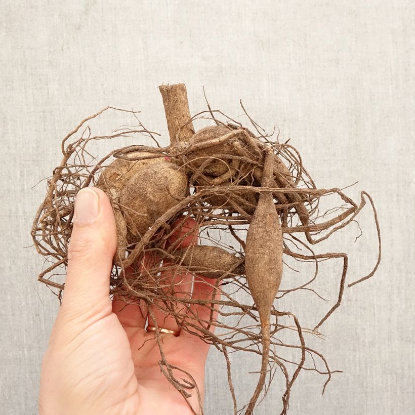 Amostra de Dália cactus Chat Noir Bulbo Calibre I tal como entregue na primavera