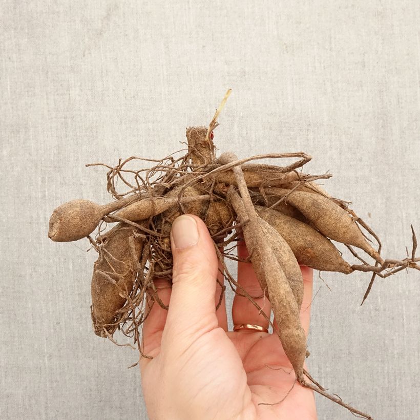 Amostra de Dália cactus Black Touch Bulbo Calibre I tal como entregue na primavera