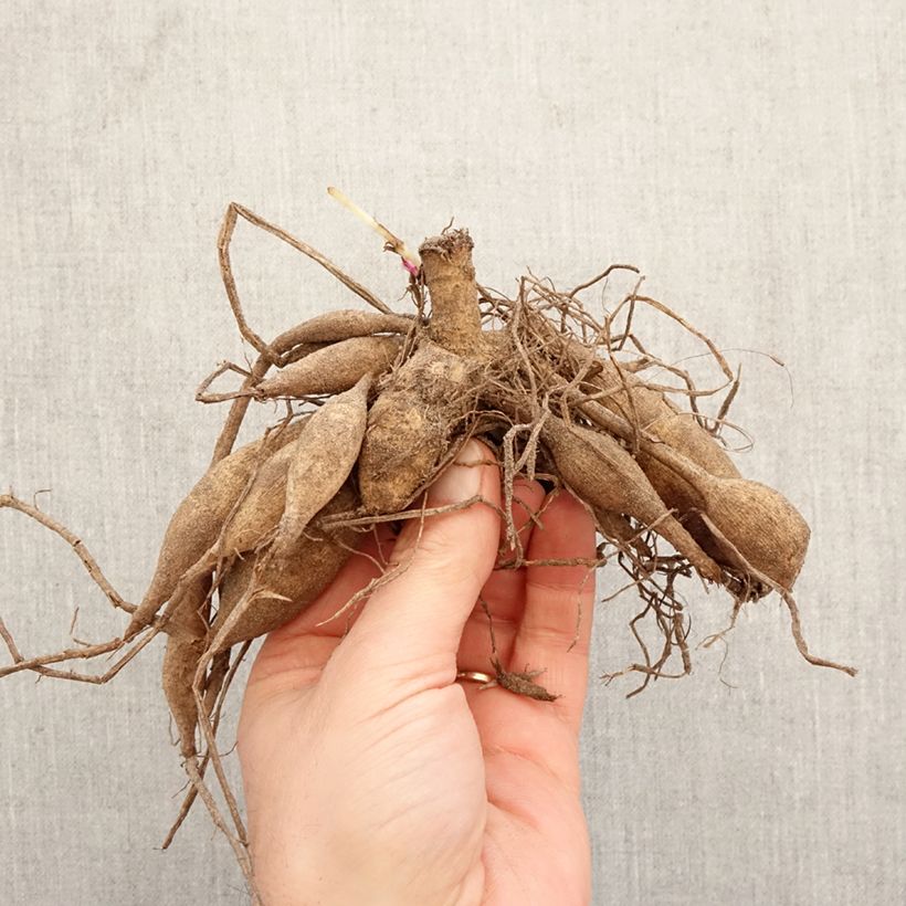 Amostra de Dália cactus Chabada Bulbo tal como entregue na primavera