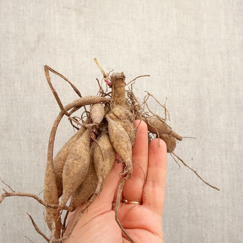 Amostra de Dália cactus Cheyenne Bulbo Calibre I tal como entregue na primavera