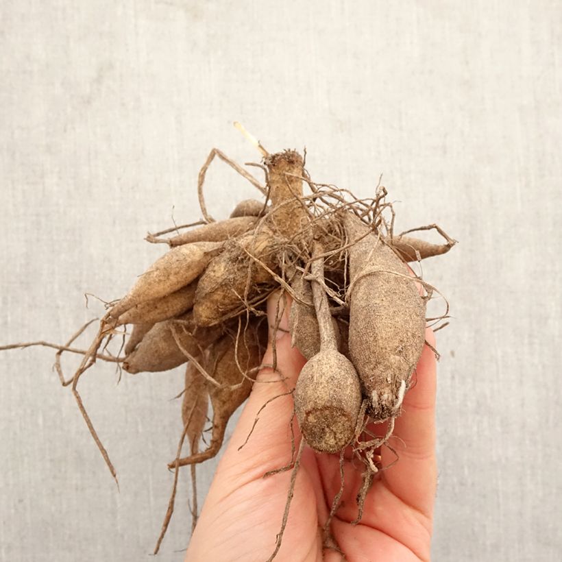 Amostra de Dália cactus Clair Obscur Bulbo Calibre I tal como entregue na primavera