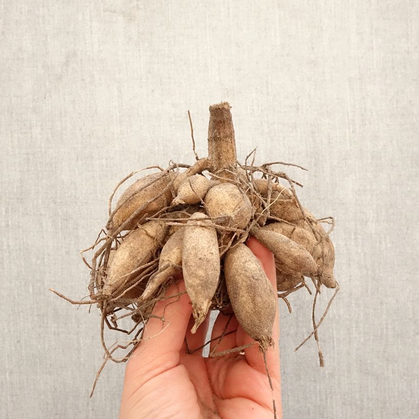 Amostra de Dália cactus Emmaus Bulbo tal como entregue na primavera