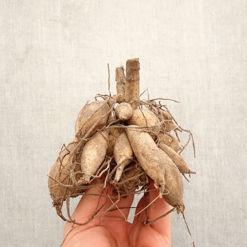 Amostra de Dália cactus Encore Bulbo Calibre I tal como entregue na primavera