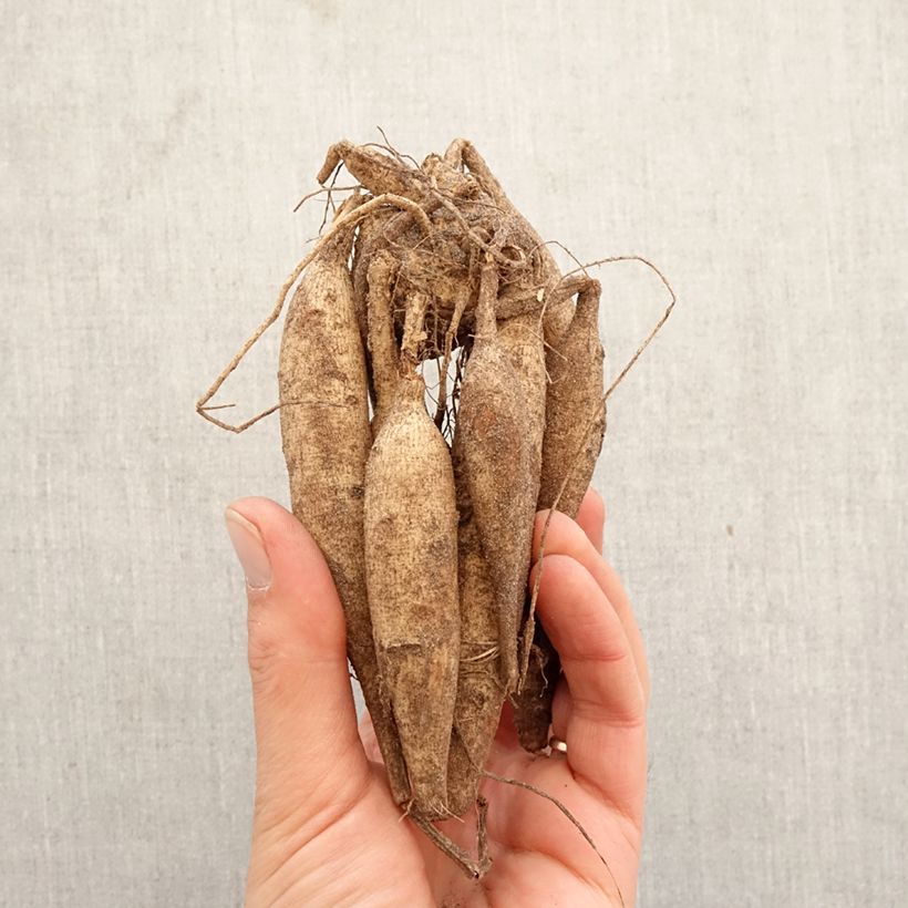 Amostra de Dália cactus Ice Crystal Bulbo Calibre I tal como entregue na primavera