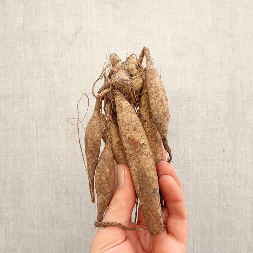 Amostra de Dália cactus Jaxon Bulbo Calibre I tal como entregue na primavera