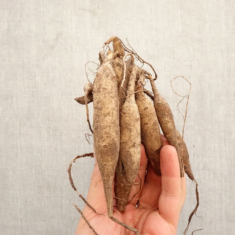 Amostra de Dália cactus Nadia Ruth Bulbo Calibre I tal como entregue na primavera