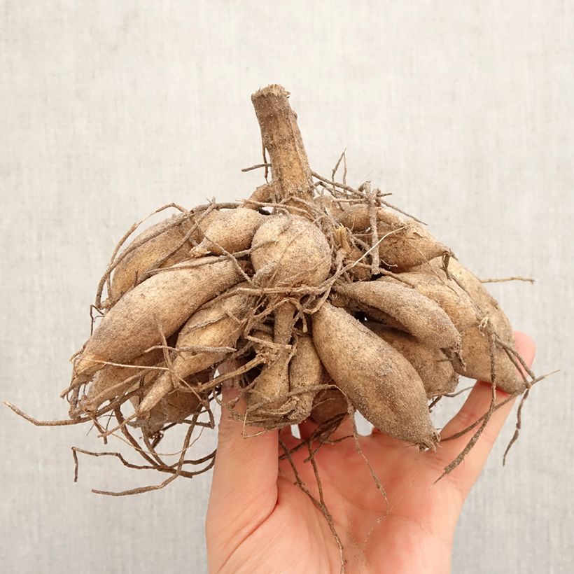 Amostra de Dália cactus Tsuki Yori no Shisha Bulbo Calibre I tal como entregue na primavera