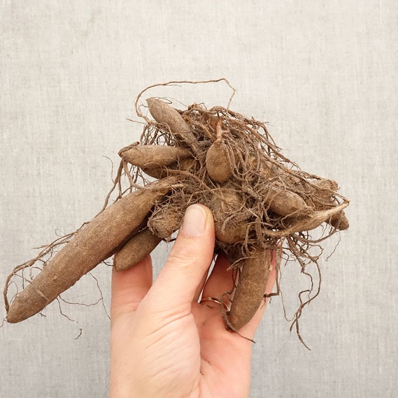 Amostra de Dália cactus Urchin Bulbo Calibre I tal como entregue na primavera