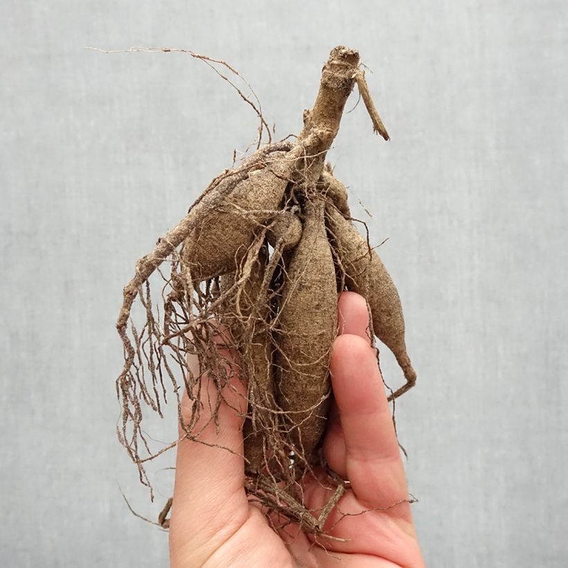 Amostra de Dália cactus Erpeler Ley Bulbo Calibre I tal como entregue na primavera