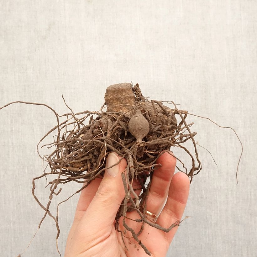 Amostra de Dália cactus Friquolet Bulbo Calibre I tal como entregue na primavera