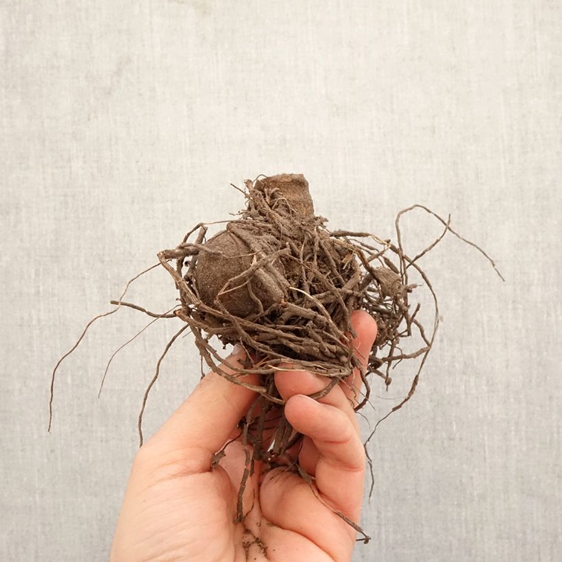 Amostra de Dália cactus Gryson s Yellow Spider Bulbo tal como entregue na primavera