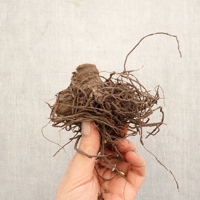 Amostra de Dália cactus Hayley Jane Bulbo Calibre I tal como entregue na primavera