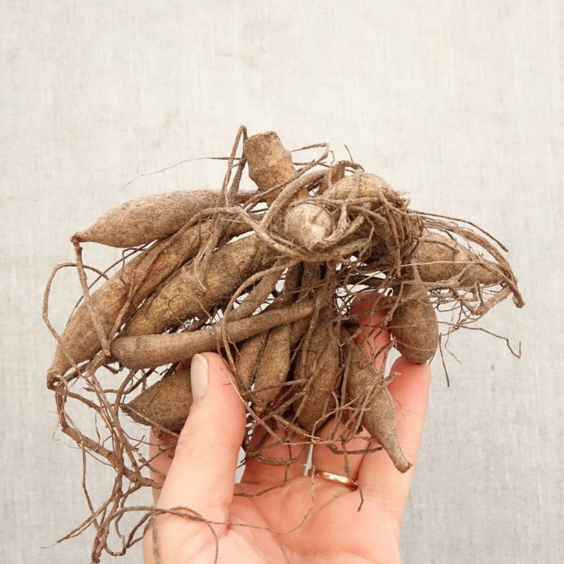 Amostra de Dália cactus Hollyhill Cotton Candy Bulbo Calibre I tal como entregue na primavera