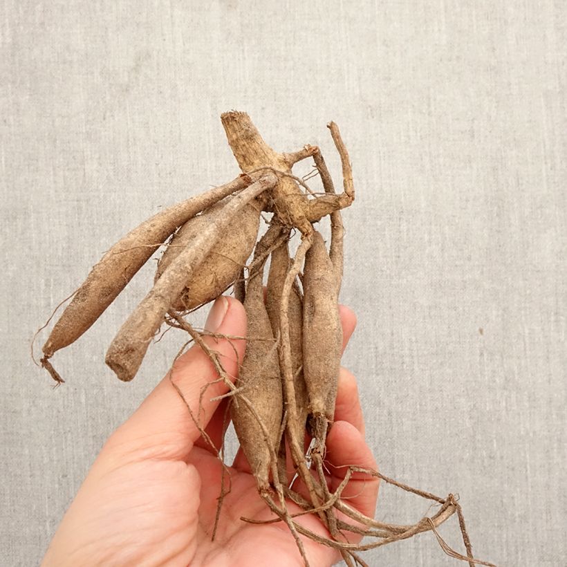 Amostra de Dália cactus Hollyhill Spider Woman Bulbo Calibre I tal como entregue na primavera