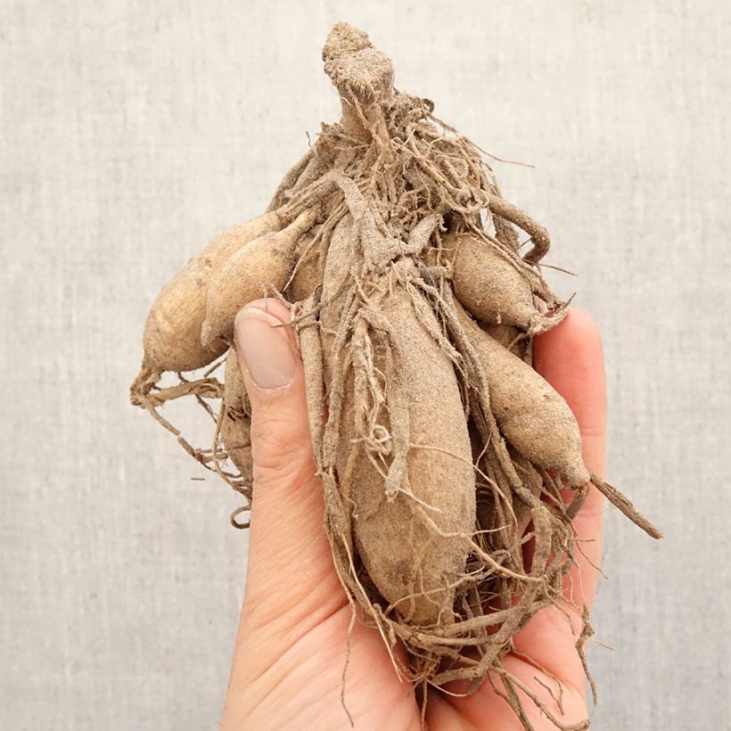 Amostra de Dahlia cactus Karma Purple Corona Bulbo Calibre I tal como entregue na primavera