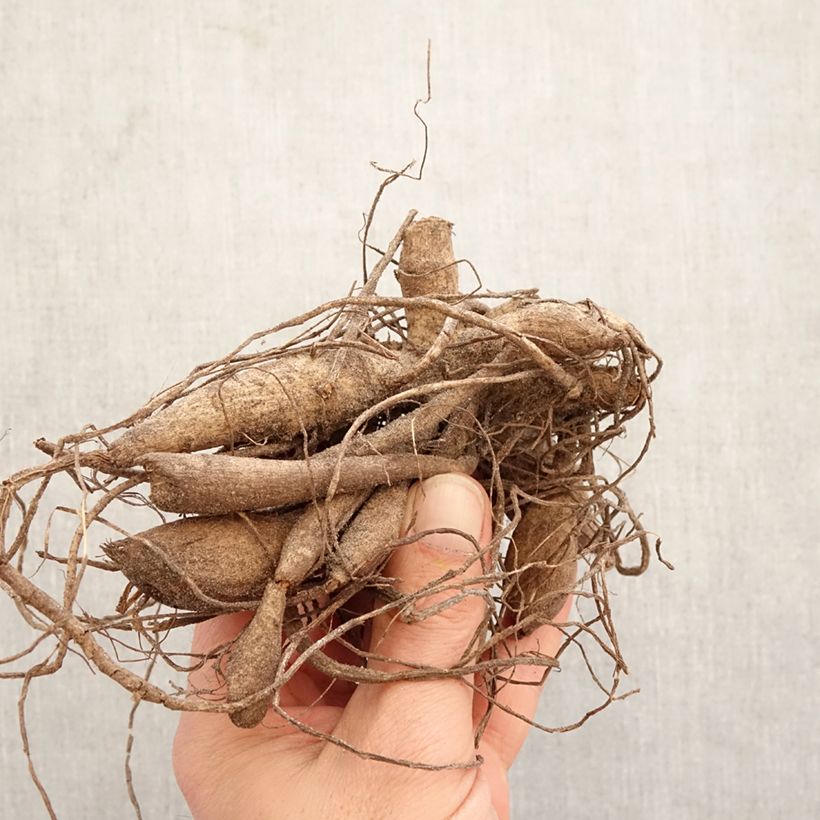 Amostra de Dália cactus Kennemerland Bulbo Calibre I tal como entregue na primavera