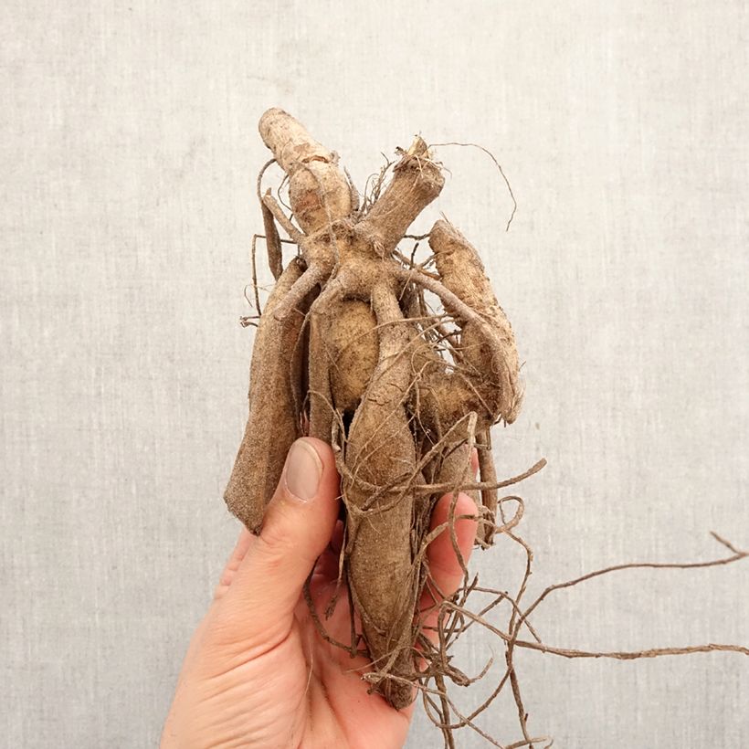 Amostra de Dália cactus Ludwig Helfert Bulbo Calibre I tal como entregue na primavera