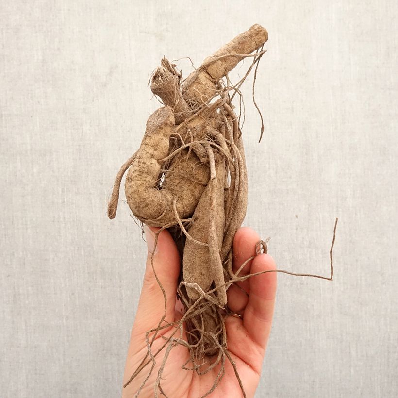 Amostra de Dahlia cactus Mingus Julie Bulbo Calibre I tal como entregue na primavera