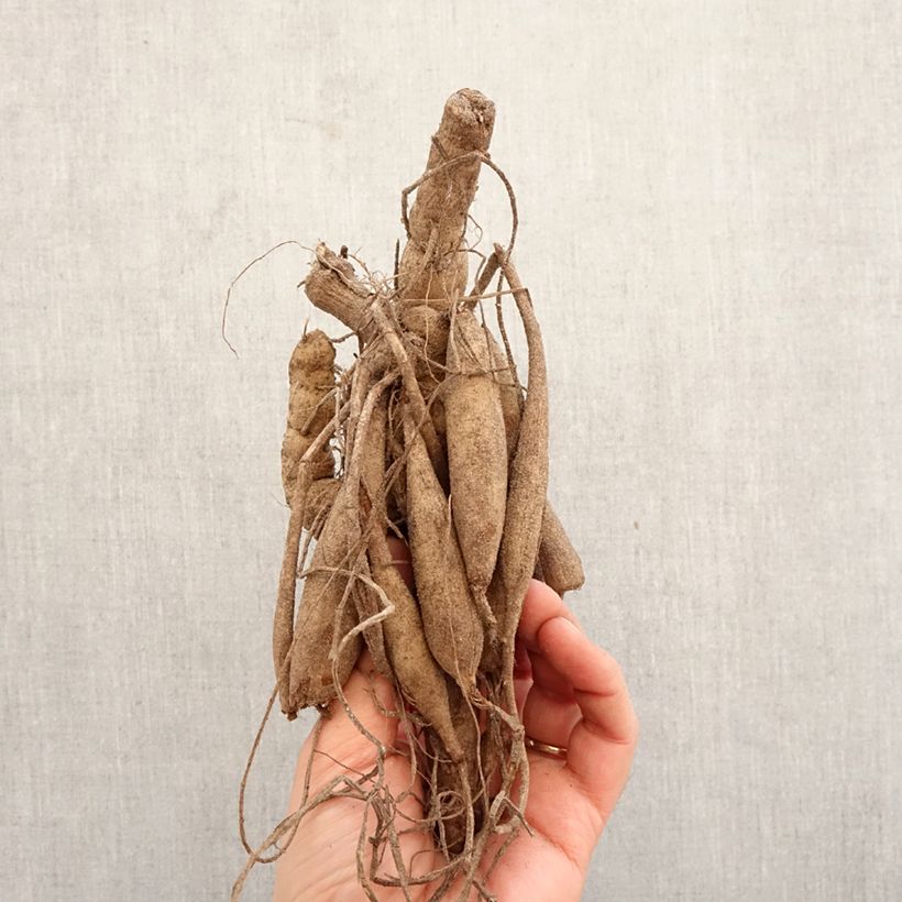 Amostra de Dahlia cactus Mount Tacoma Bulbo Calibre I tal como entregue na primavera